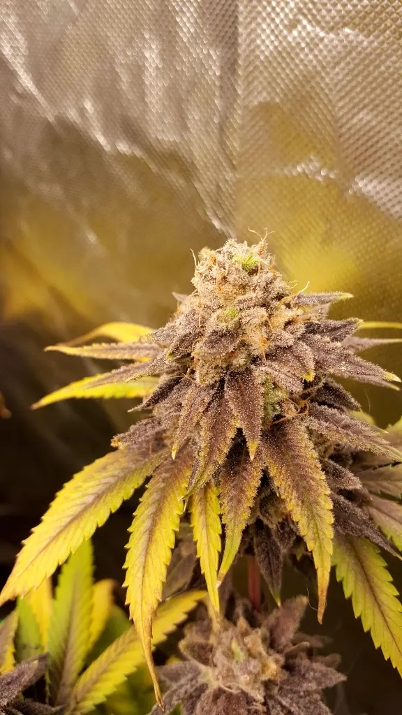 Mars Attack #2 Pgm new strain 2024.webp