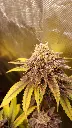 Mars Attack #2 Pgm new strain 2024.webp