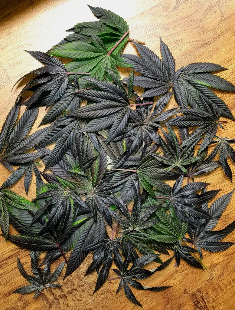 Space Gaz Leaf.webp