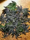 Space Gaz Leaf.webp