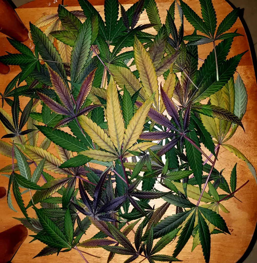 Nanaz Leaf.webp
