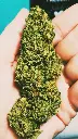 Freezeland été 2022 photo d'un client petite Bud de 5 Grams .webp
