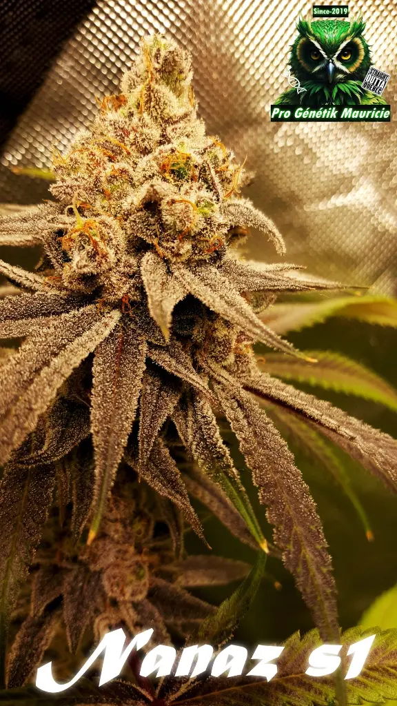 Nanaz s1 New strain 2024 Pro Génétik Mauricie #1 poster image - Copie.webp