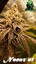 Nanaz s1 New strain 2024 Pro Génétik Mauricie #1 poster image - Copie.webp