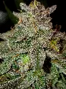 Skinwalker #2 Fem new strain 2024.webp