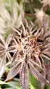 Island Wave Feminized (5)