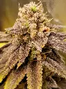 Mars Attack Feminized (5)