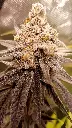 Nanaz S1 Feminized (5)