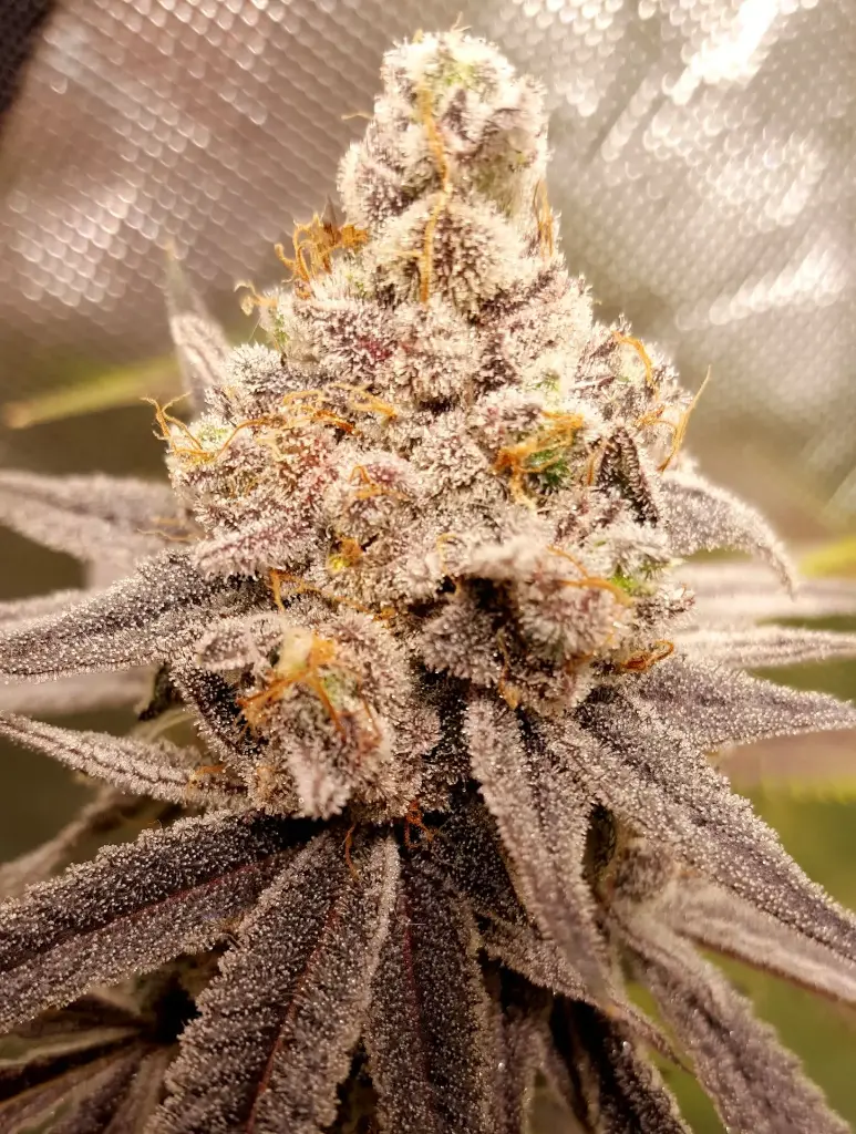 Nanaz S1 Feminized (3)