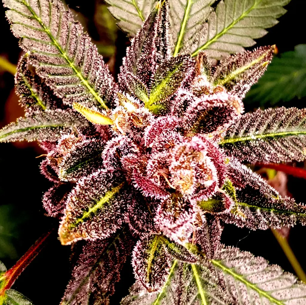 Tropicanaz Feminized (3)