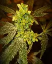 Feminized Pollen         Nanaz #2 (.2ml)