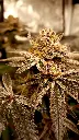 Space Gaz Feminized (5)