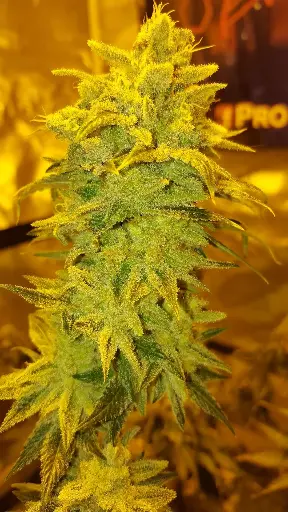 Pink Apple Soda Regular m/f (12)