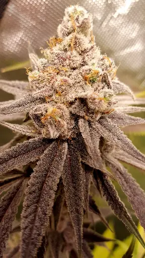 Nanaz S1 Feminized (5)