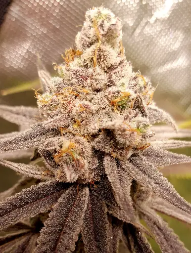 Nanaz S1 Feminized (3)