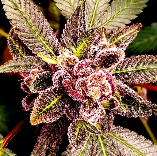 Tropicanaz Feminized (3)