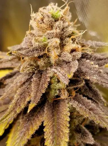 Mars Attack Feminized (3)