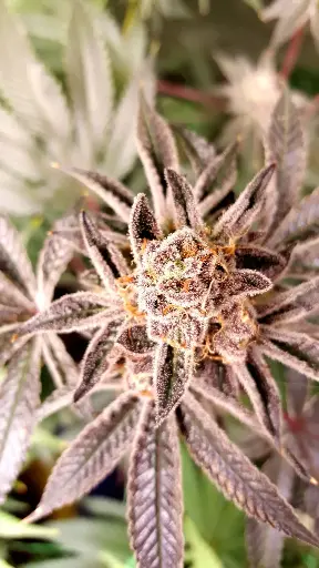 Island Wave Feminized (3)