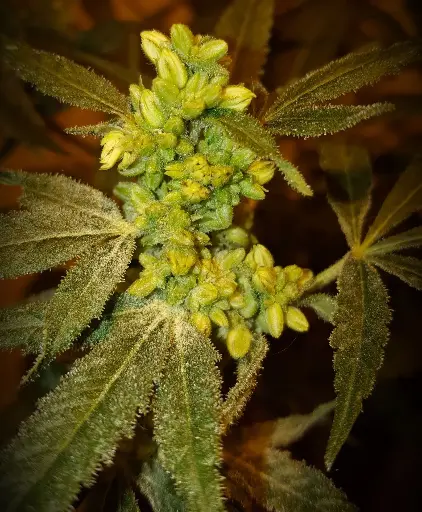 Feminized Pollen         Nanaz #2 (.2ml)