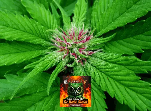 Friesland (M33) Feminized (5)