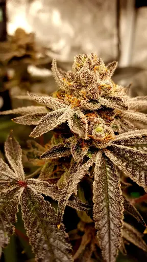 Space Gaz Feminized (5)